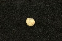 藏品(臺灣䗉蝸牛)的圖片